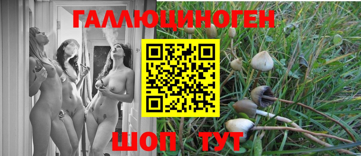 Псилоцибиновые грибы GOLDEN TEACHER Дмитров